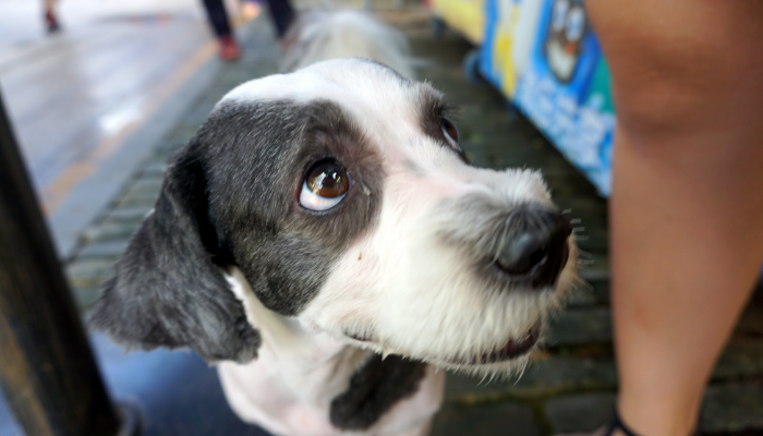 遇到狂犬病怎么辦？看這里！